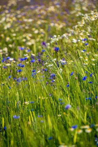 Lato zielony łąka z losowe kwiaty kwitnące w środku lata d — Zdjęcie stockowe
