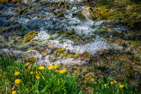 Diente de león amarillo floreciendo en verano dat en pradera verde — Foto de Stock