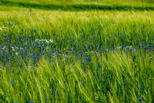 Grön Sommaräng med slumpmässiga blommor blommar i mitten av sommaren d — Stockfoto