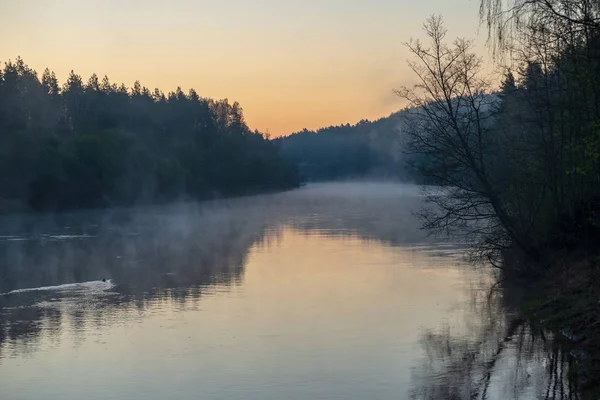 Schöner nebliger morgen auf dem natürlichen waldfluss gauja in lat — Stockfoto