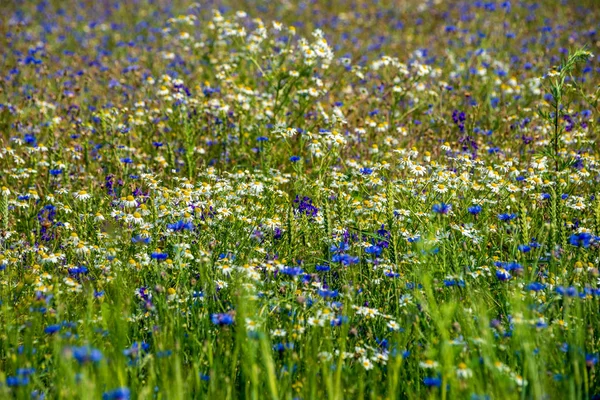 Prato verde estivo con fiori casuali fioritura a metà estate d — Foto Stock