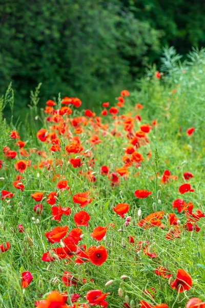 Flores de papoula vermelha no prado verde — Fotografia de Stock