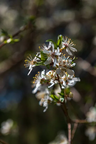 Białe wiosenne kwiaty na naturalnym zielonym tle łąki — Zdjęcie stockowe