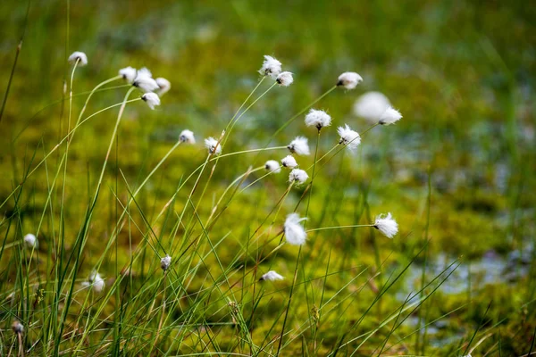 Bianco fiori primaverili su sfondo prato verde naturale — Foto Stock