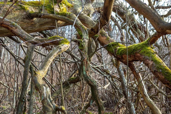 Barevné jarní keře lotyšský venkově — Stock fotografie