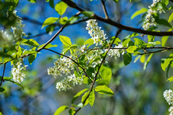 Bílé jarní květiny na přírodní zelené louce pozadí — Stock fotografie