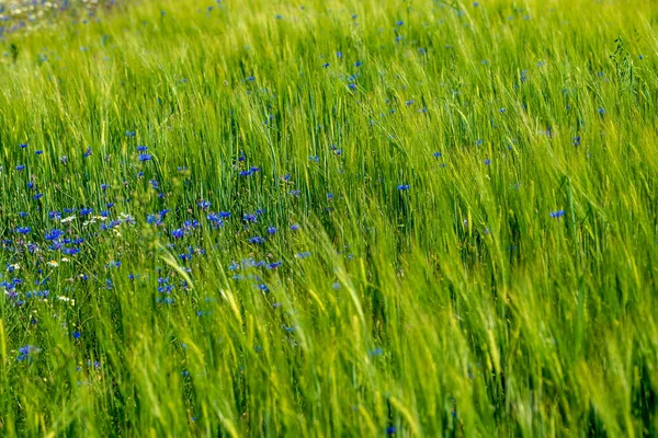 Lato zielony łąka z losowe kwiaty kwitnące w środku lata d — Zdjęcie stockowe