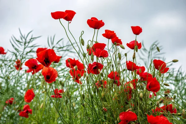 Flores de papoula vermelha no prado verde — Fotografia de Stock