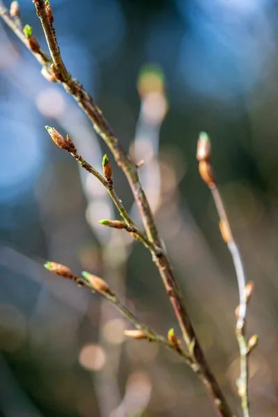 Arbustos de primavera coloridos no campo da Letônia — Fotografia de Stock