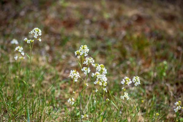 Fleurs printanières blanches sur fond de prairie vert naturel — Photo