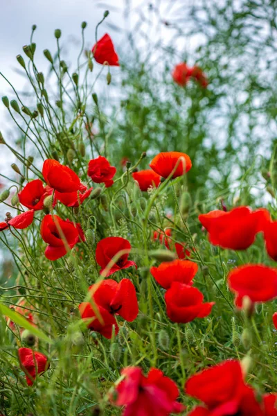 Flores de papoula vermelha no prado verde — Fotografia de Stock