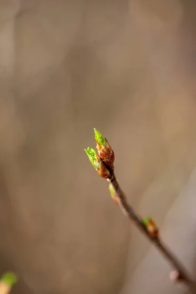 Färgglada våren buskar i lettiska landsbygden — Stockfoto