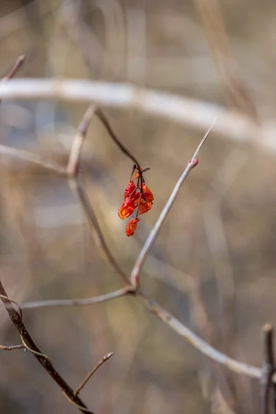 Arbustos de primavera coloridos no campo da Letônia — Fotografia de Stock