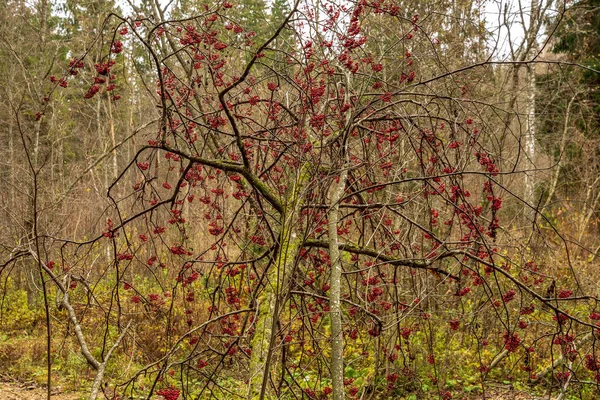 Coloridos arbustos de primavera en el campo letón — Foto de Stock