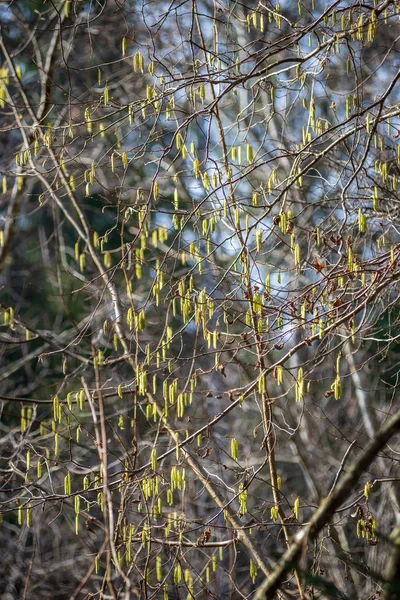 Arbustos de primavera coloridos no campo da Letônia — Fotografia de Stock