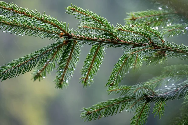 Nasse Fichte Nahaufnahme Trieb Makro — Stockfoto