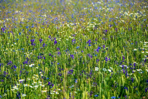 Sommergrüne Wiese mit zufälligen Blüten im Hochsommer d — Stockfoto