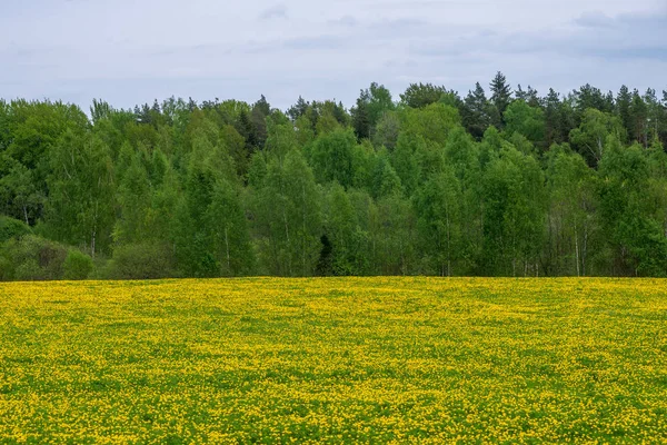 Pissenlits jaunes fleurissant en été datte dans la prairie verte — Photo