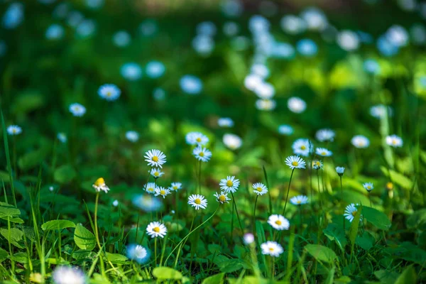 Weiße Frühlingsblumen auf natürlichem grünen Wiesenhintergrund — Stockfoto