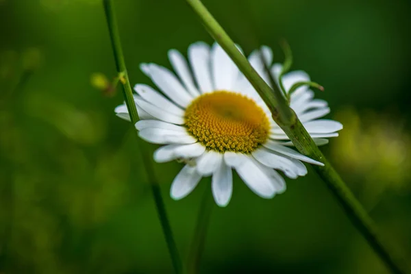 天然绿色草甸背景上的白色春花 — 图库照片