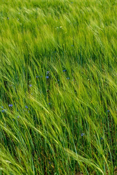 Prairie verte d'été avec des fleurs aléatoires fleurissant au milieu de l'été d — Photo