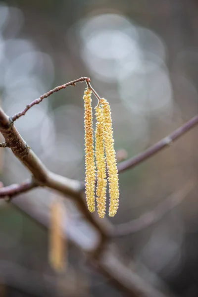 Arbustos de primavera coloridos no campo da Letônia — Fotografia de Stock