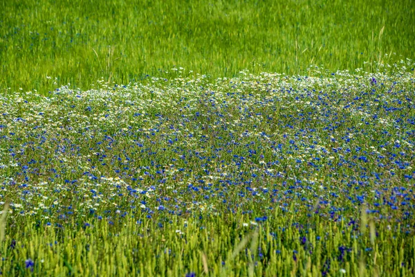 Prairie verte d'été avec des fleurs aléatoires fleurissant au milieu de l'été d — Photo