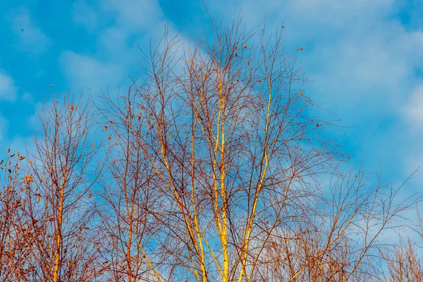 拉脱维亚乡村五颜六色的春天灌木 — 图库照片