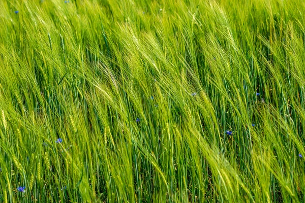 Prado verde de verano con flores al azar floreciendo a mediados de verano d — Foto de Stock