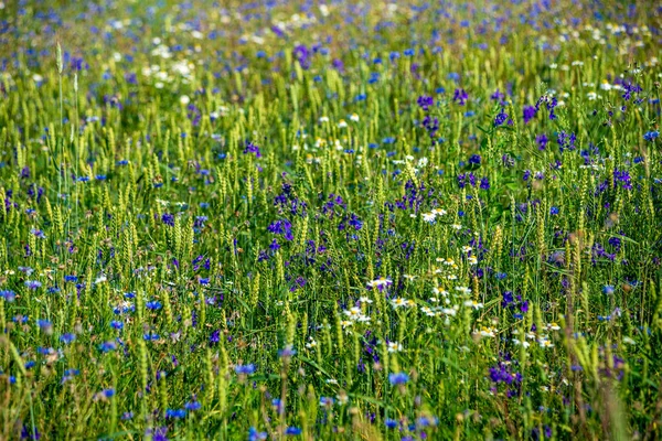D orta yaz aylarında çiçek açan rasgele çiçekli yaz yeşil çayır — Stok fotoğraf