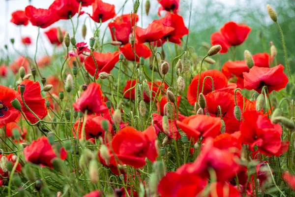 Flores de papoula vermelha no prado verde — Fotografia de Stock