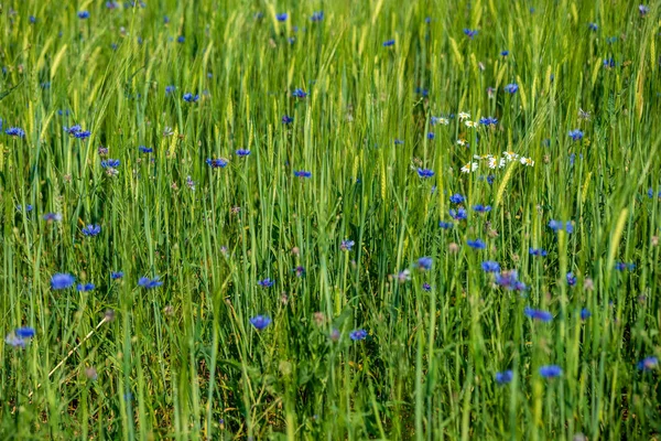 Zomer groene weide met willekeurige bloemen in bloei in Midden zomer d — Stockfoto