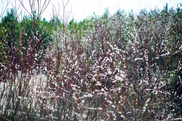 ラトビアの田舎でカラフルな春の茂み — ストック写真