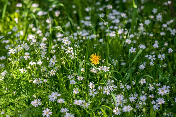 Białe wiosenne kwiaty na naturalnym zielonym tle łąki — Zdjęcie stockowe