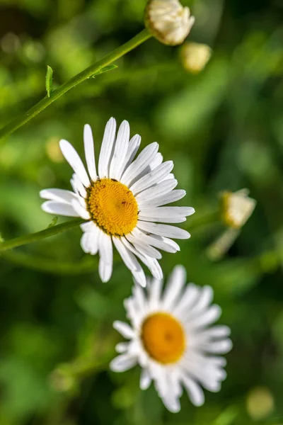 天然绿色草甸背景上的白色春花 — 图库照片