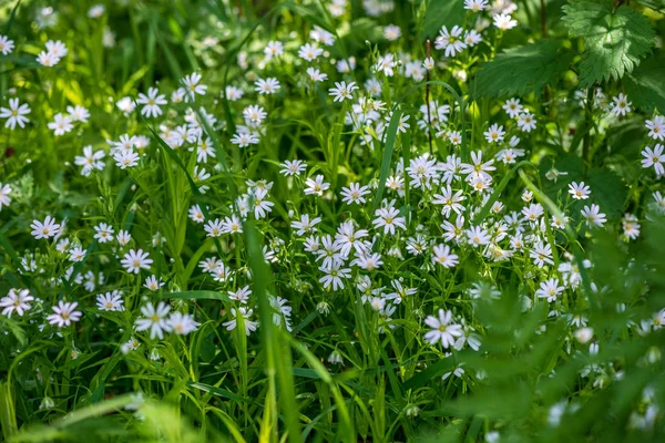 Witte lente bloemen op natuurlijke groene weide achtergrond — Stockfoto