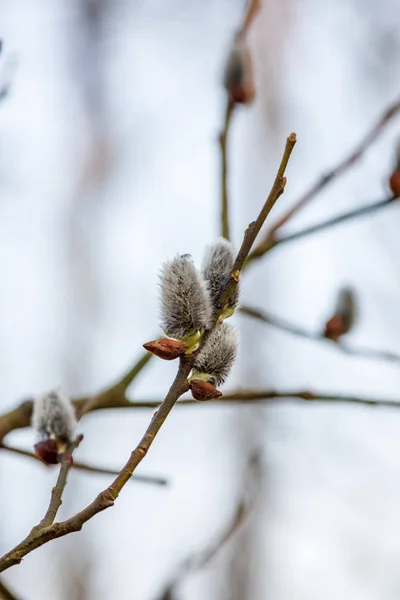 Coloridos arbustos de primavera en el campo letón —  Fotos de Stock