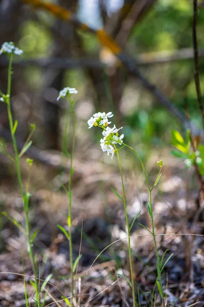 Bianco fiori primaverili su sfondo prato verde naturale — Foto Stock
