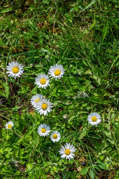 Flores brancas da primavera no fundo do prado verde natural — Fotografia de Stock