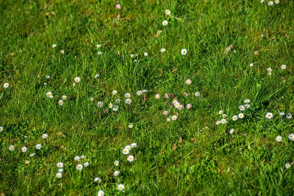 Белые весенние цветы на зеленом фоне луга — стоковое фото