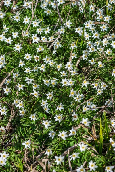 Flores brancas da primavera no fundo do prado verde natural — Fotografia de Stock