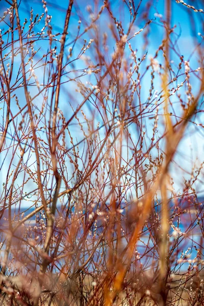 colorful spring bushes in latvian countryside