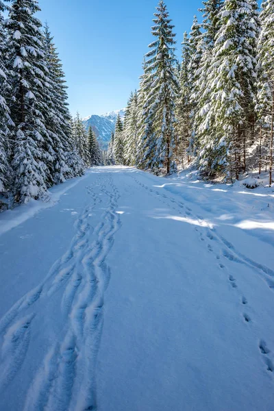 Slovakya Tatra Dağları kışın. tepeler ve s kaplı ağaçlar — Stok fotoğraf