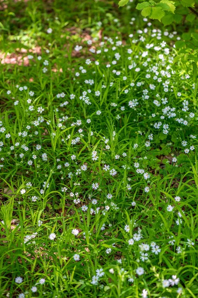 Weiße Frühlingsblumen auf natürlichem grünen Wiesenhintergrund — Stockfoto