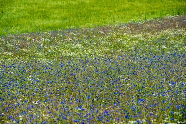 Sommergrüne Wiese mit zufälligen Blüten im Hochsommer d — Stockfoto