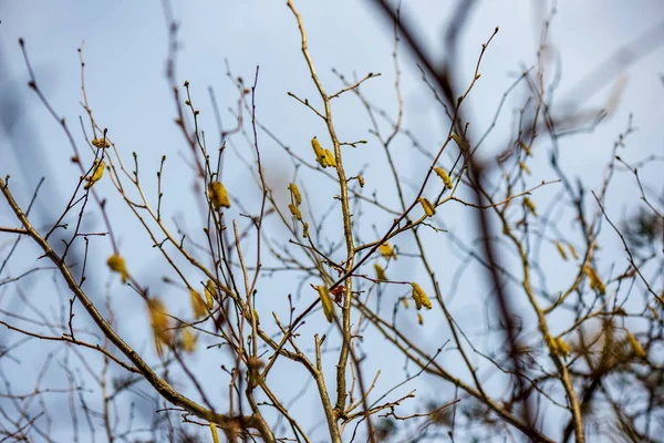 Bunte Frühlingssträucher in der lettischen Landschaft — Stockfoto