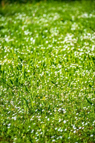 Flores brancas da primavera no fundo do prado verde natural — Fotografia de Stock