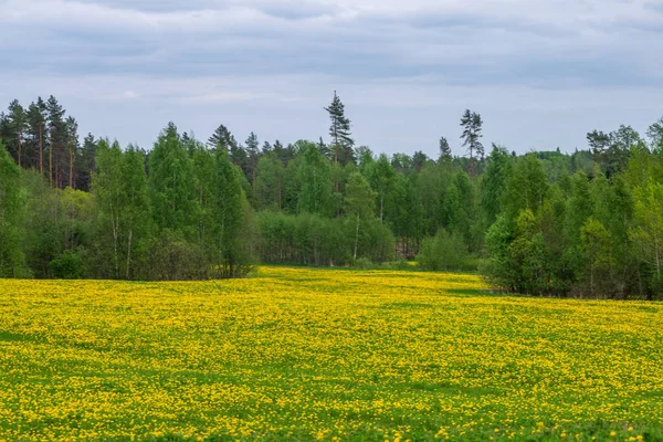 Pissenlits jaunes fleurissant en été datte dans la prairie verte — Photo