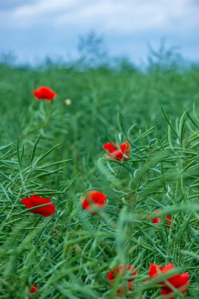 Flores de papoula vermelha no prado verde — Fotografia de Stock