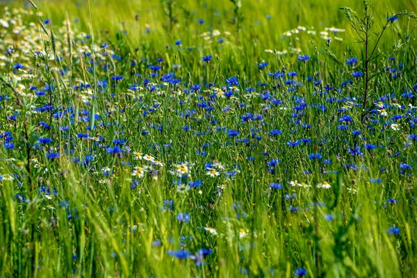 Sommergrüne Wiese mit zufälligen Blüten im Hochsommer d — Stockfoto